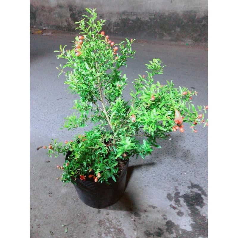 Cây Lựu Có Sẵn Bông