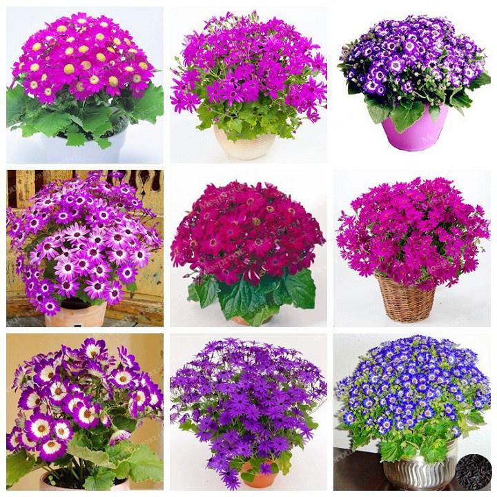 Combo 3 gói hạt giống hoa cúc lọ lem mix màu-gói 50 hạt/tặng kèm gói phân bón lót