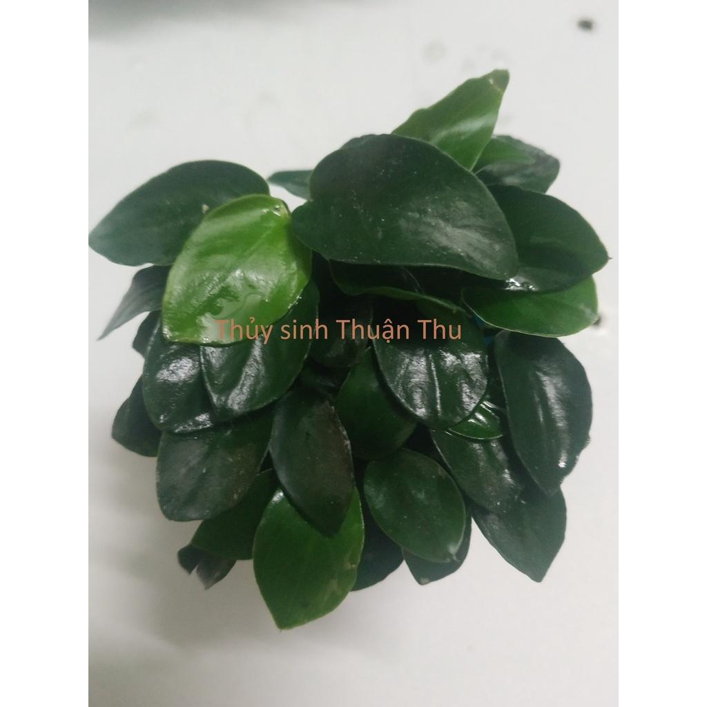 Cây thủy sinh Ráy Nana Petite Nhật (Anubias nana Japan)