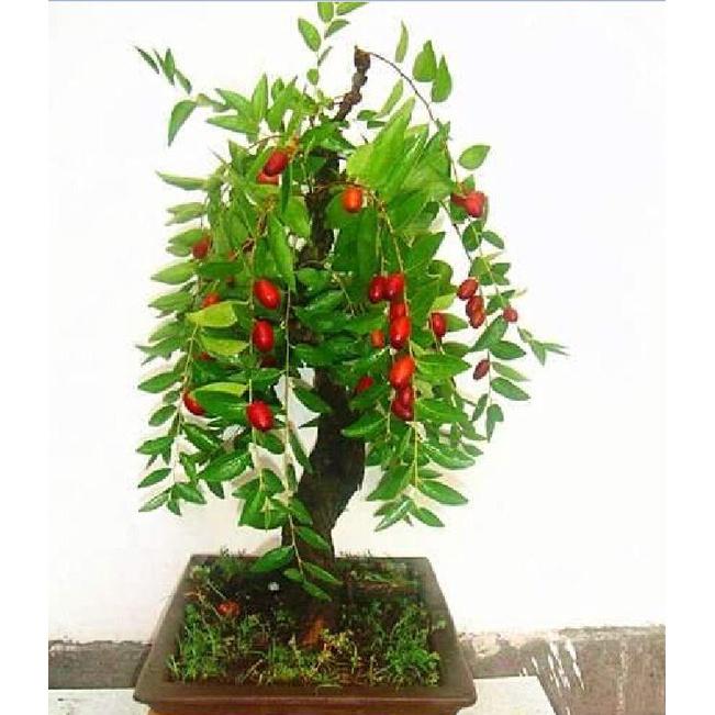 Hạt Giống Cây Lựu Bonsai CT379 - Gói 5 hạt