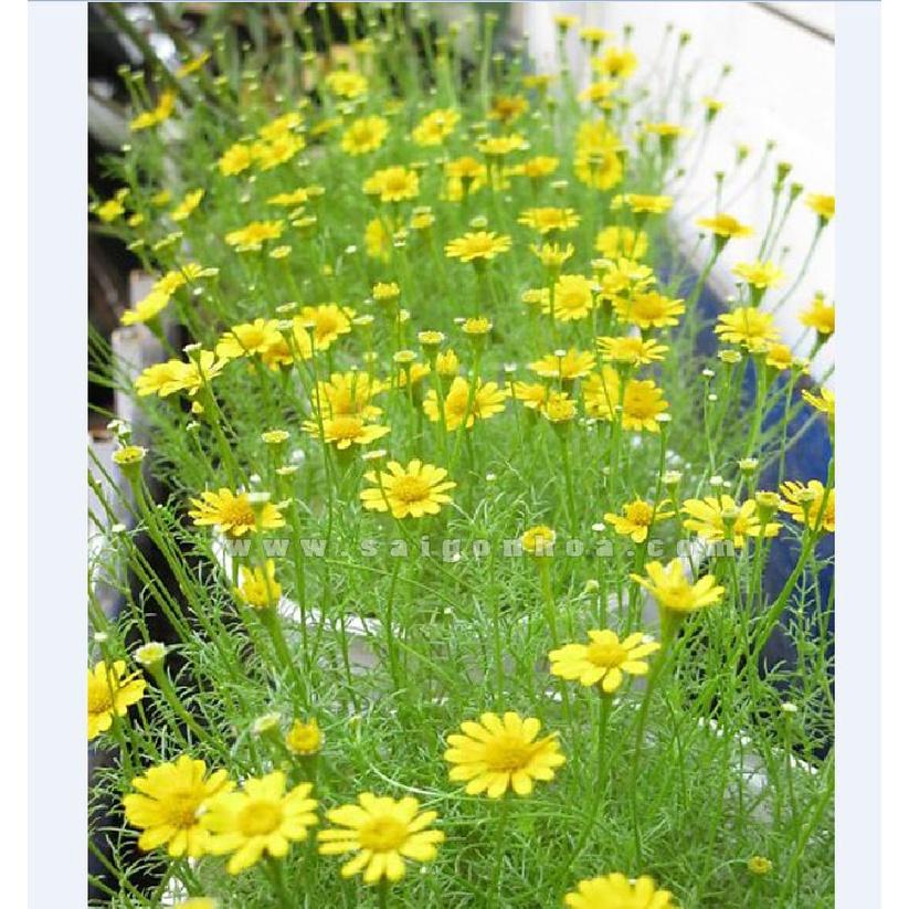 Hạt giống hoa cúc sao băng màu vàng,hạt giống chuẩn f1 -1 gói 50 hạt