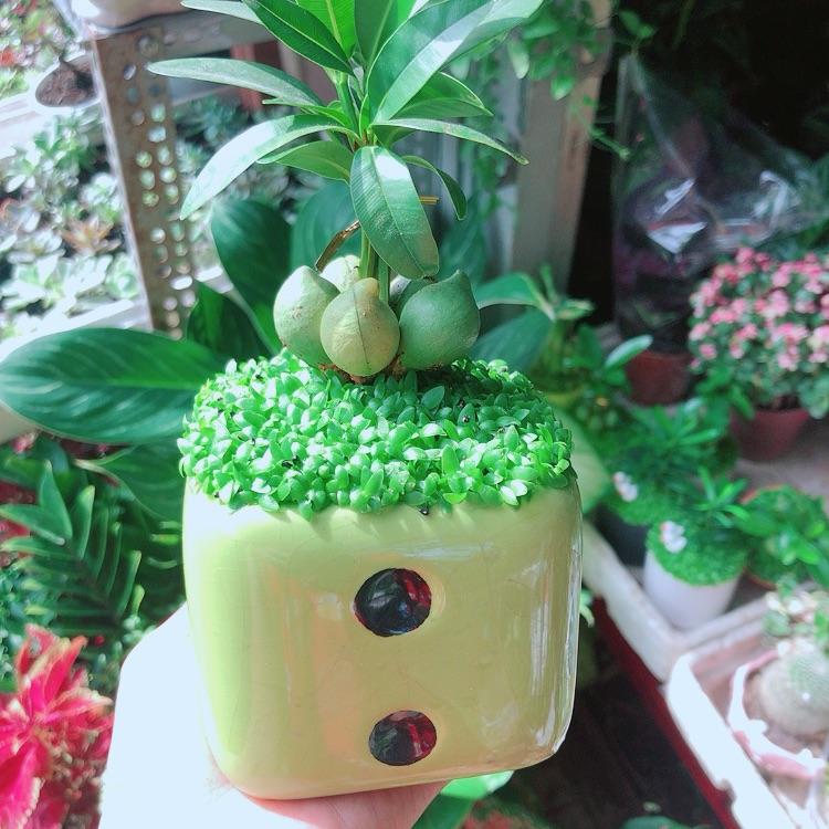 Chậu Cây May Mắn Tài Lộc