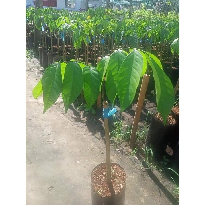 Cây bòn bon Thái lan ghép, cây đẹp, ra quả sau 6 tháng trồng, giống nhập khẩu