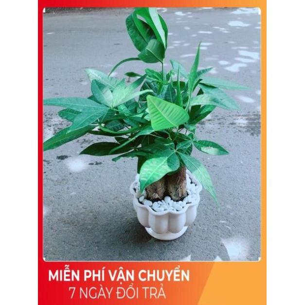 Chậu Kim Ngân 3 Thân Size Lớn