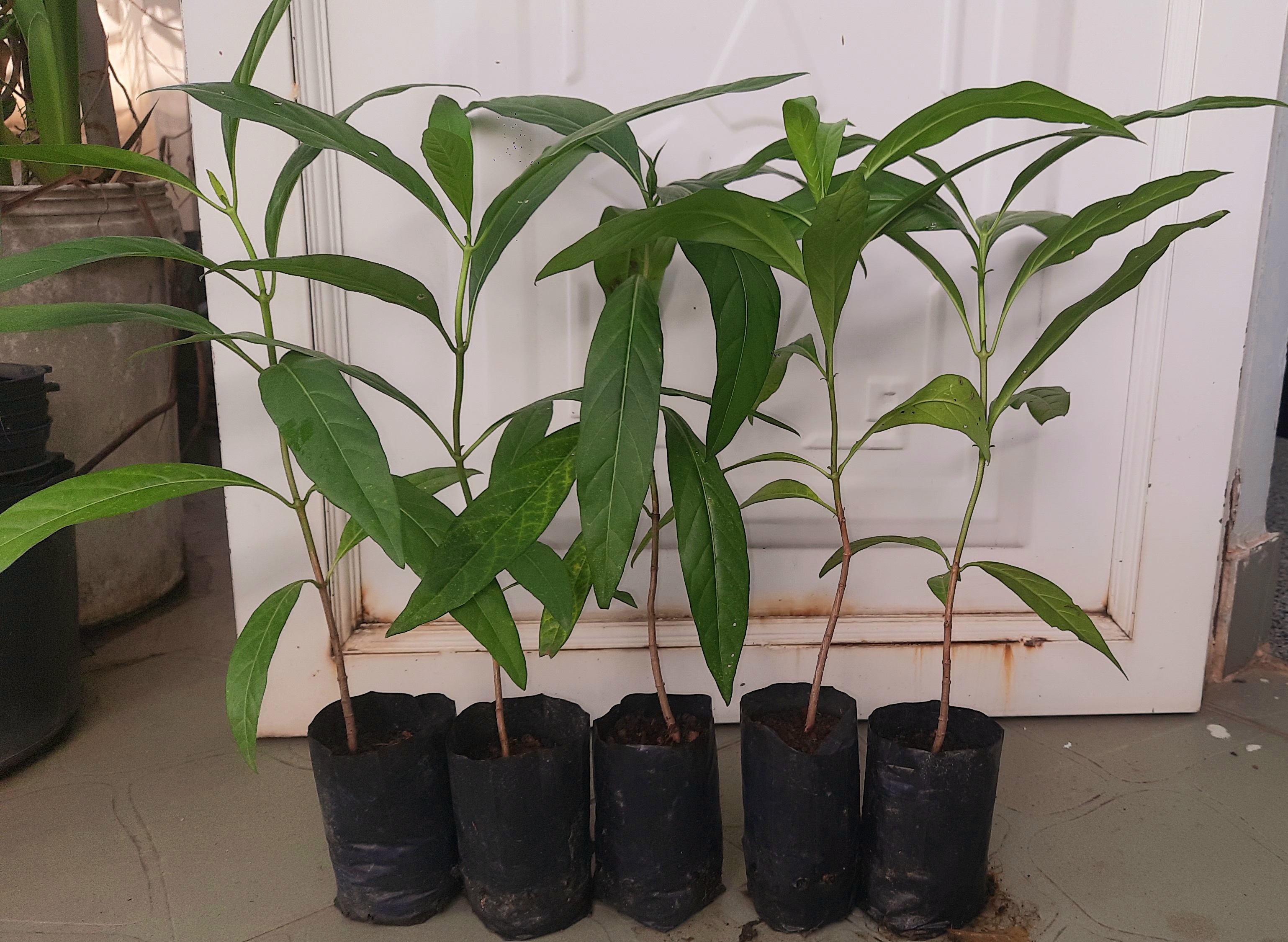 Combo 5 cây nhàu, chiều cao khoảng 25cm
