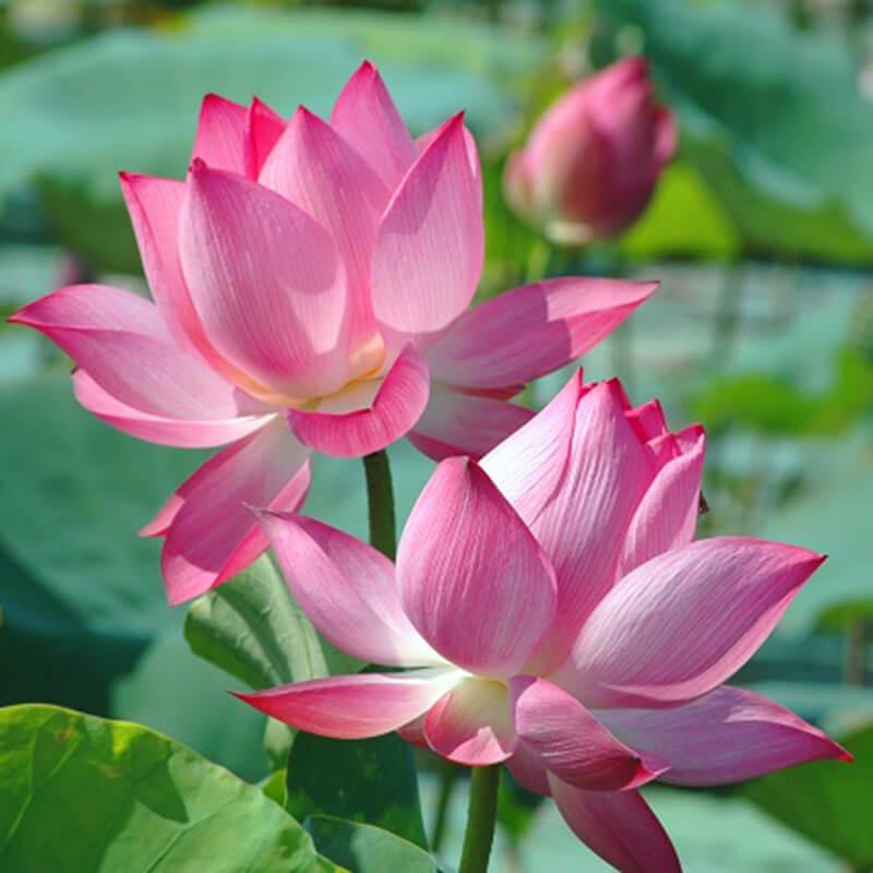 Hạt Giống Hoa Sen Ta Gói 10 hạt-tặng gói kích mầm