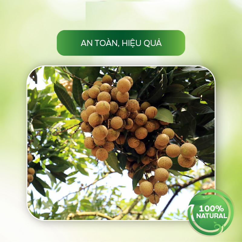 Phân Bón Hữu Cơ AT Siêu Kali Sầu Riêng 500ml Kích Ra Hoa Đều, Tăng Đậu Trái, Chất Lượng Ngon, Mã Đẹp, Tăng Năng Suất