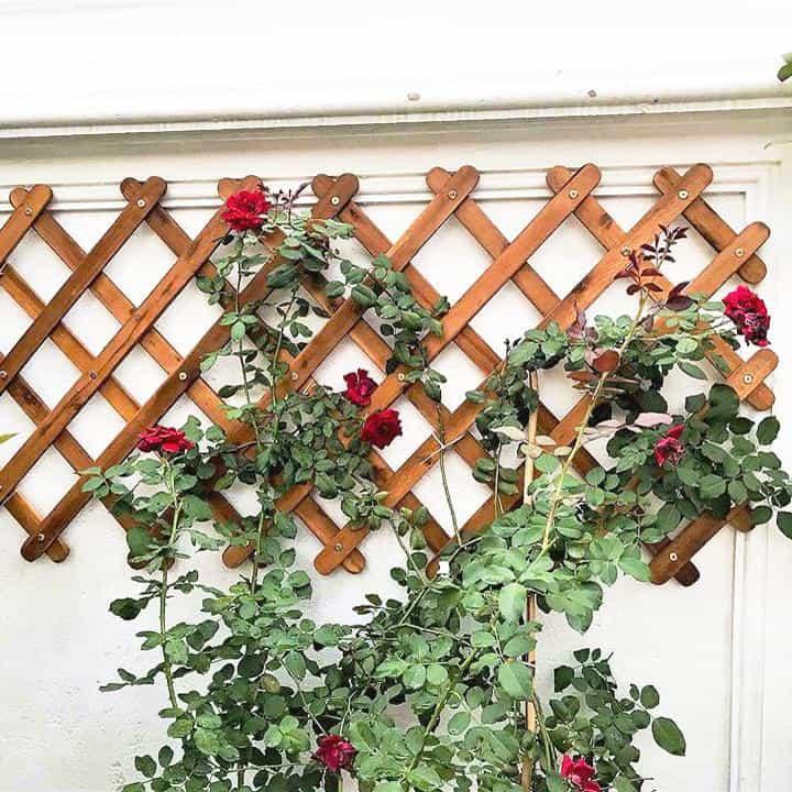 Giàn hoa hồng leo đa năng gỗ tràm – cao 180 cm