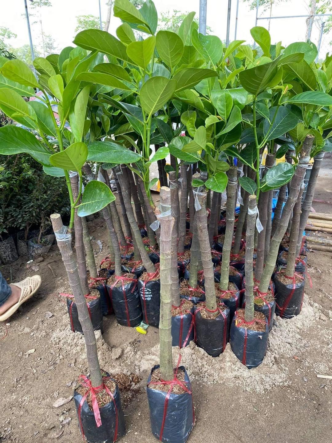 Cây giống Mít Ấn Độ Quả Nhỏ Siêu Ngọt ___Qủa Nhỏ - Ngọt- Không Hạt - 4 vụ/năm
