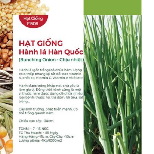Hạt Giống Hành Lá Hàn Quốc - Chịu Nhiệt (1gr)