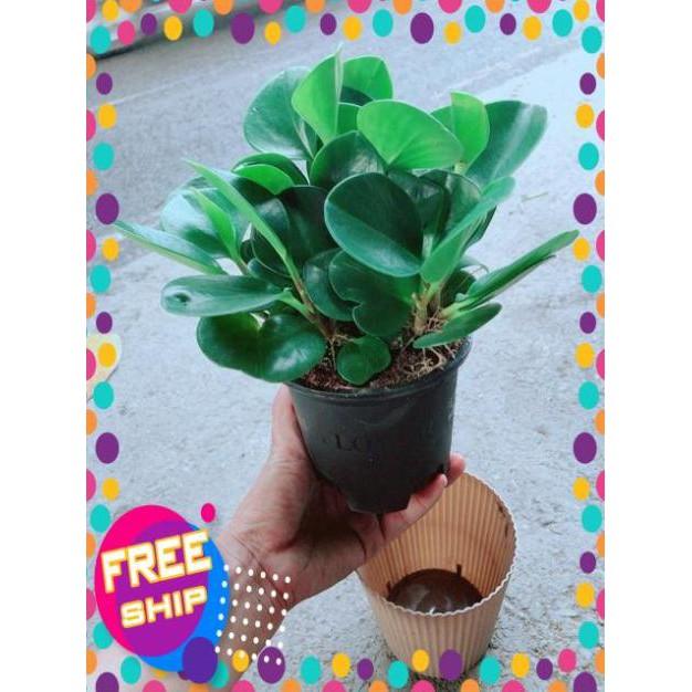Cây Trường Sinh Kèm Chậu Tự Tưới