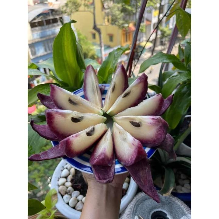 Cây giống vú sữa mica