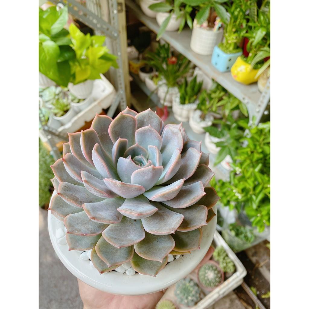 Chậu Sen Đá Tím Cánh Cứng Size Đại