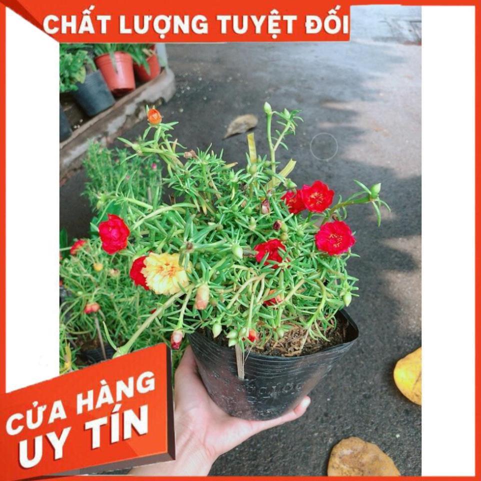 Hoa Mười Giờ Đẹp