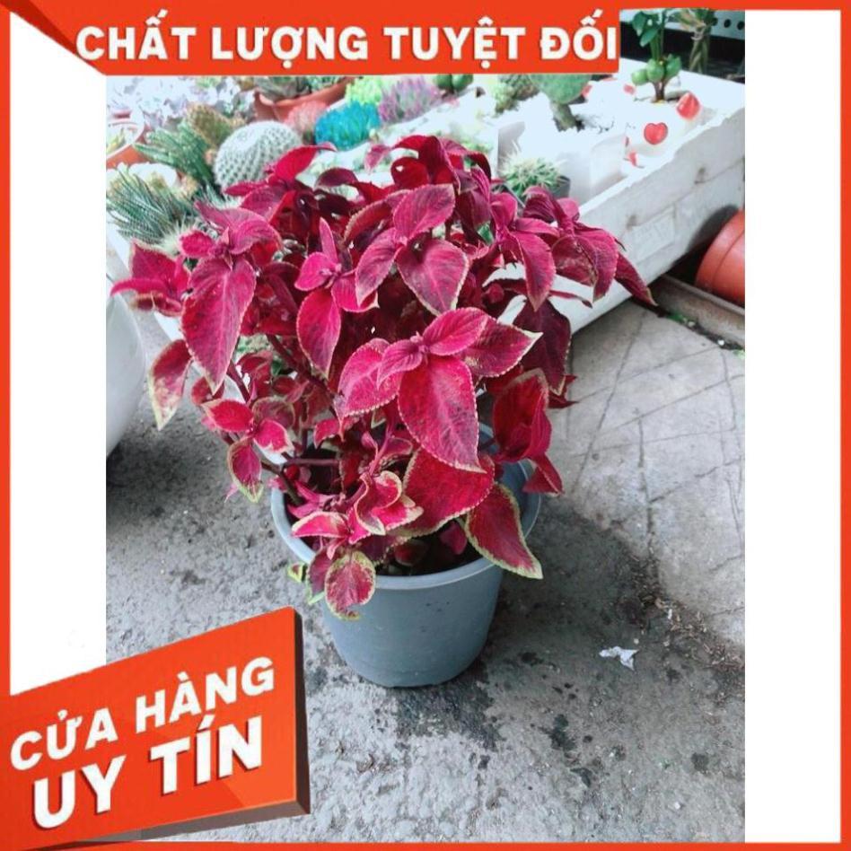 Chậu Cây Lá Gấm Nhiều Người Mua