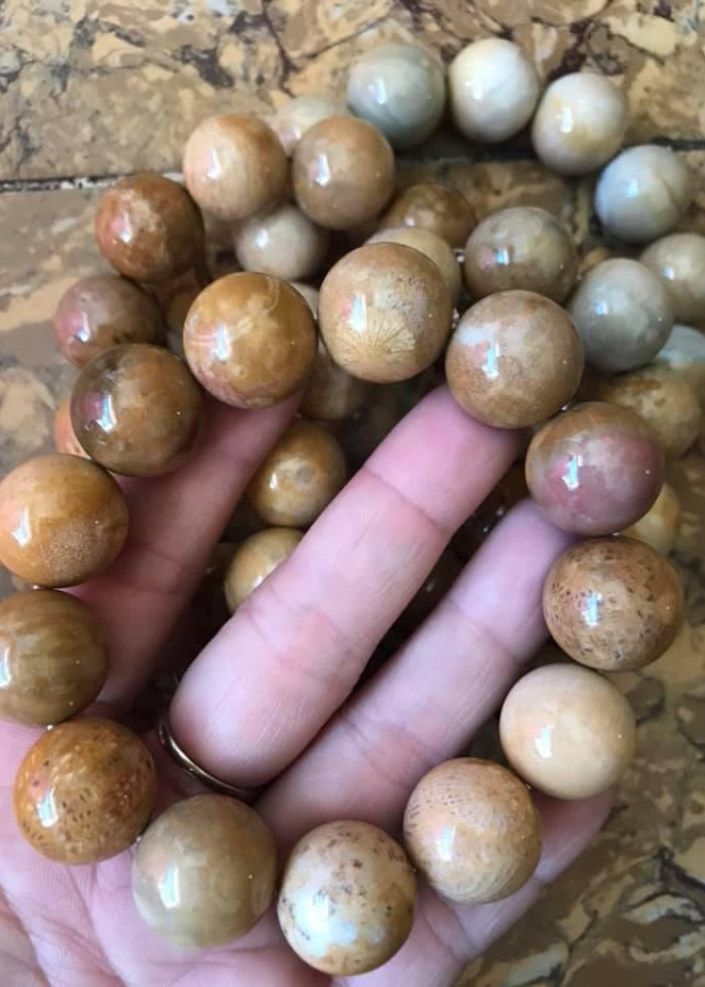 CHIẾC VÒNG SAN HÔ HOÁ THẠCH 16ly CUNG SANH NAM ĐEO ĐẸP MÀU VÀNG GỒM 13 HẠT