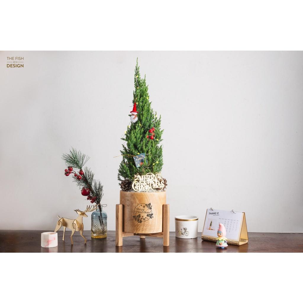 Cây tùng thông NOEL | THE FISH DESIGN SIZE LS