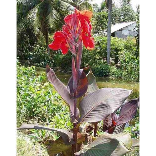 1 củ giống, 1 cây giống dong riềng đỏ - cây giống