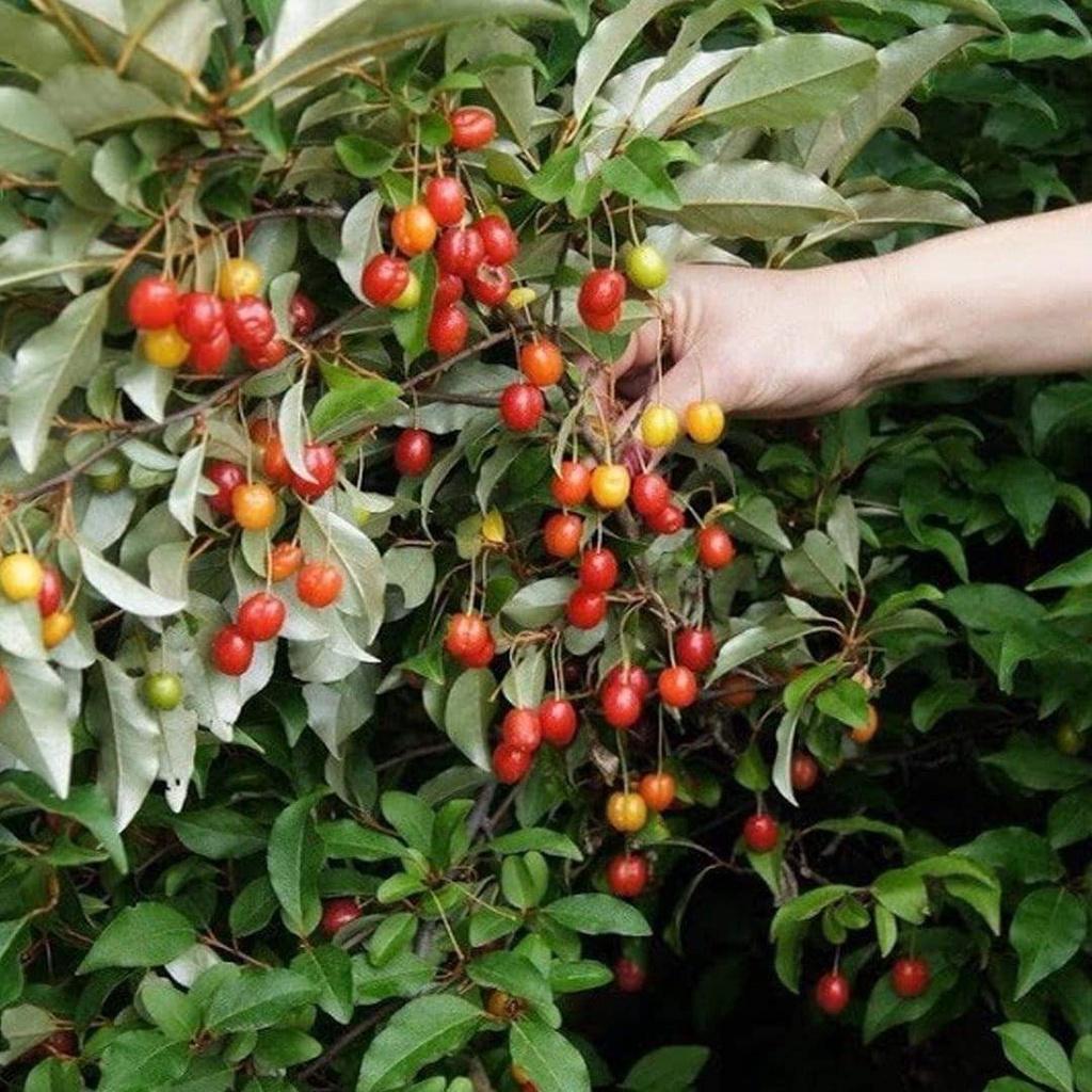 Cây giống Nhót ngọt MỸ SIÊU QUẢ .