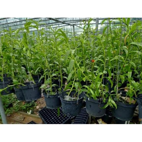 Phi điệp hàng đài côc 1 thân