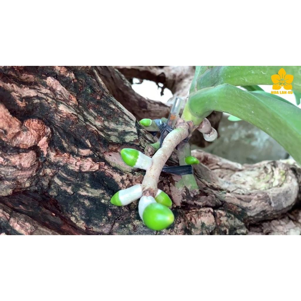 Combo phân bón đầy đủ cho phong lan các loại trong vòng một năm không cần mua thêm