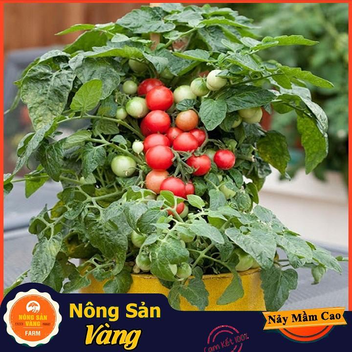 Hạt giống Cà Chua Bi Đỏ Lùn ( Gói 20 Hạt ) - Nông Sản Vàng