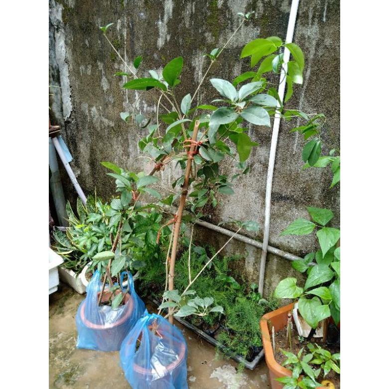 Cây Lan Tỏi_Hồng Anh chiết cành