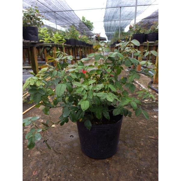 Hoa hồng tố nữ , hồng nội, hồng bụi, thân gỗ, nguyên bản