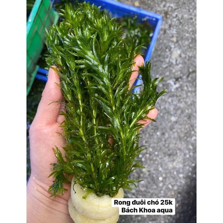 Rong đuôi chó thủy sinh - 5 nhánh rong đuôi chó thủy sinh