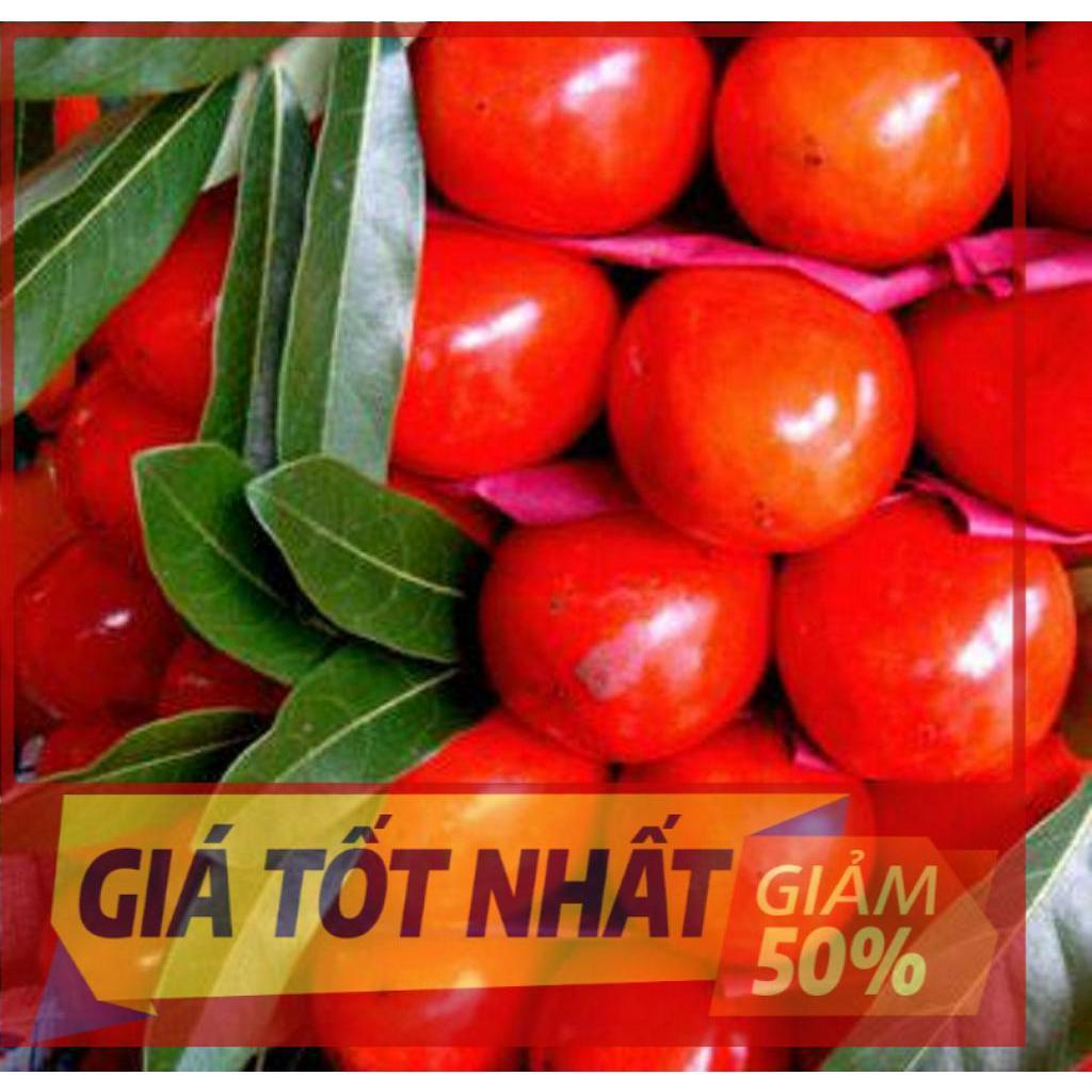 Cây HỒNG ĐỎ UY TÍN CHẤT LƯỢNG