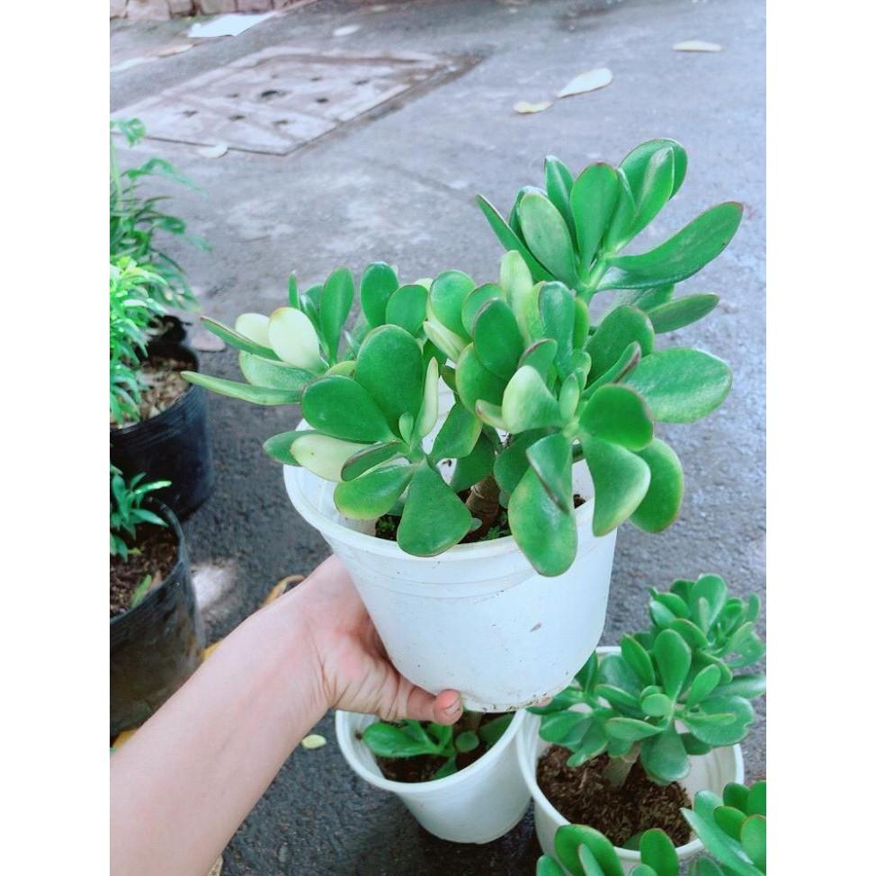 Chậu Ngọc Bích Bán Chạy