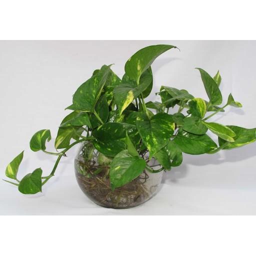 CHẬU CÂY TRẦU BÀ LÁ XANH, CÂY PHONG THỦY MANG TÀI LỘC CHO GIA CHỦ