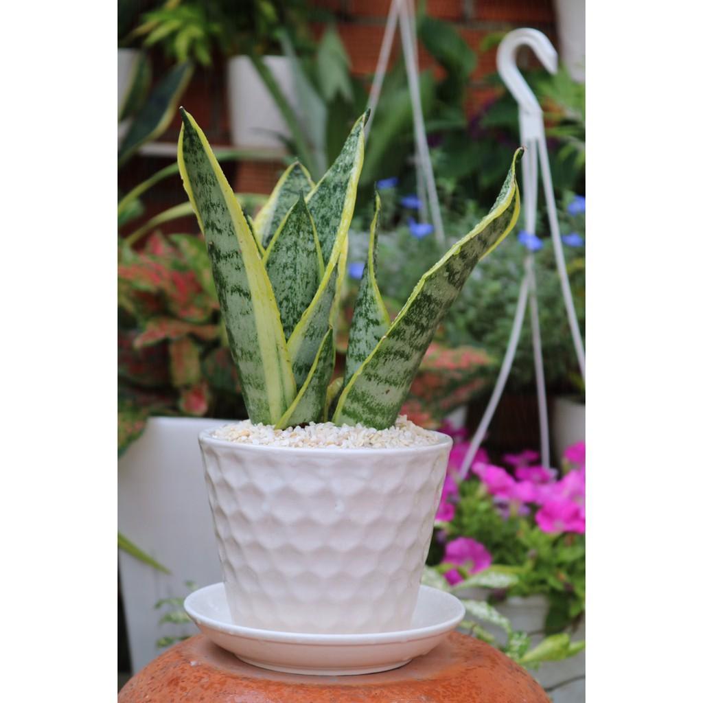 Châu cây Lưỡi Hổ 3 thân