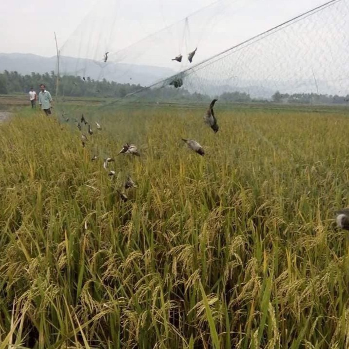 30 mét lưới bẫy chim ri , sắc ô , khuyên , sẻ lưới cước thái màu đen tàng hình