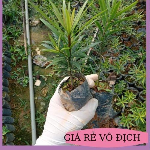 CÂY TÙNG LA HÁN GIỐNG TÙNG VẠN NIÊN CÂY CAO 10-15CM TẠO DÁNG BONSAI