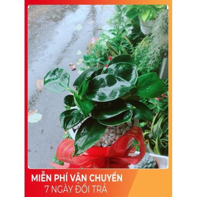 Chậu Trầu Bà Đế Vương Xanh