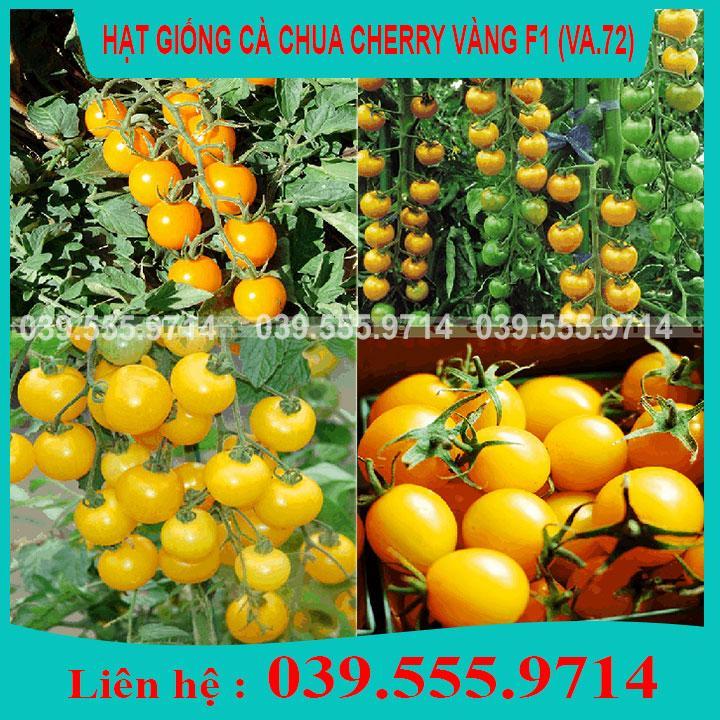 HẠT GIỐNG CÀ CHUA CHERRY VÀNG GIỐNG CHUẨN
