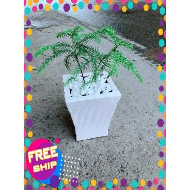 Chậu Tùng Bách Tán