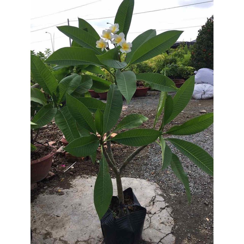 Cây sứ đại hoa vàng hoa rất thơm