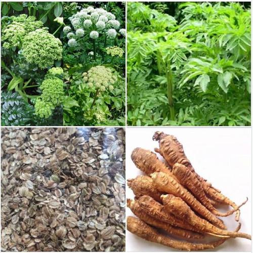 Hạt giống Bạch chỉ - cây dược liệu làm thuốc - 1 gói 50 hạt