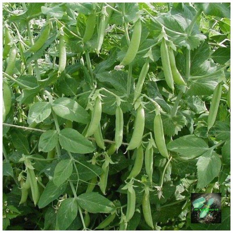 Hạt giống đậu Hà lan trồng lấy hạt, đóng gói 50gr
