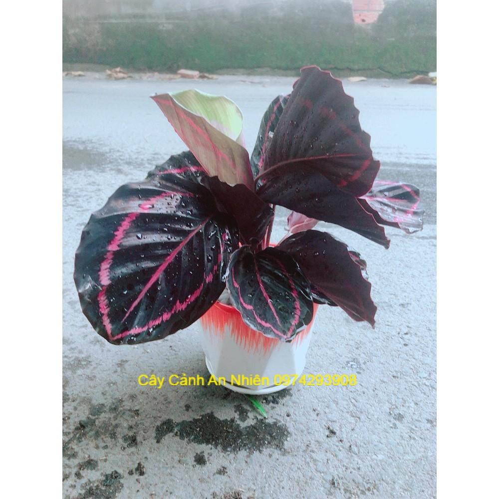 Chậu Đuôi Công Tím