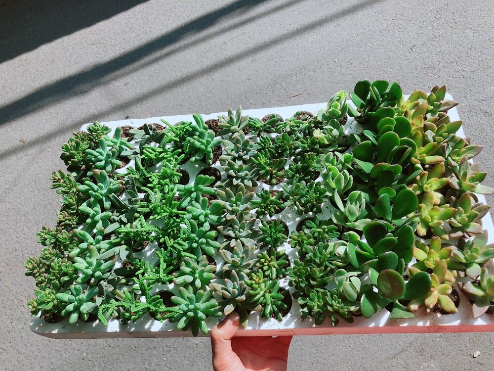 Combo 12 Cây Sen Đá 70k