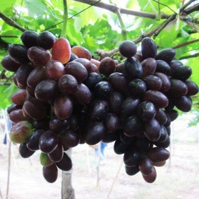Cây Giống Nho Giống Nữ Hoàng Đen