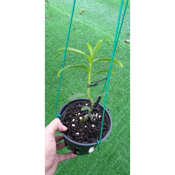 Phân trùn quế viên nén VERMIS tan chậm gói 01 kg