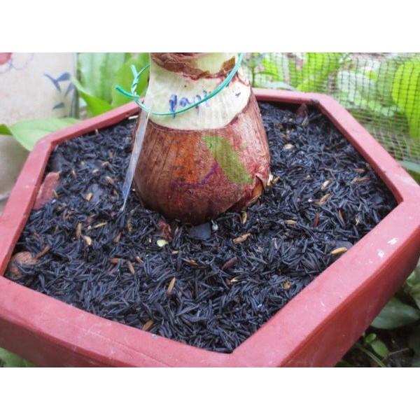 Trấu hun nguyên cánh túi 10 lít trộn đất trồng rau, hoa, cây cảnh ... cung cấp kali tự nhiên cho cây