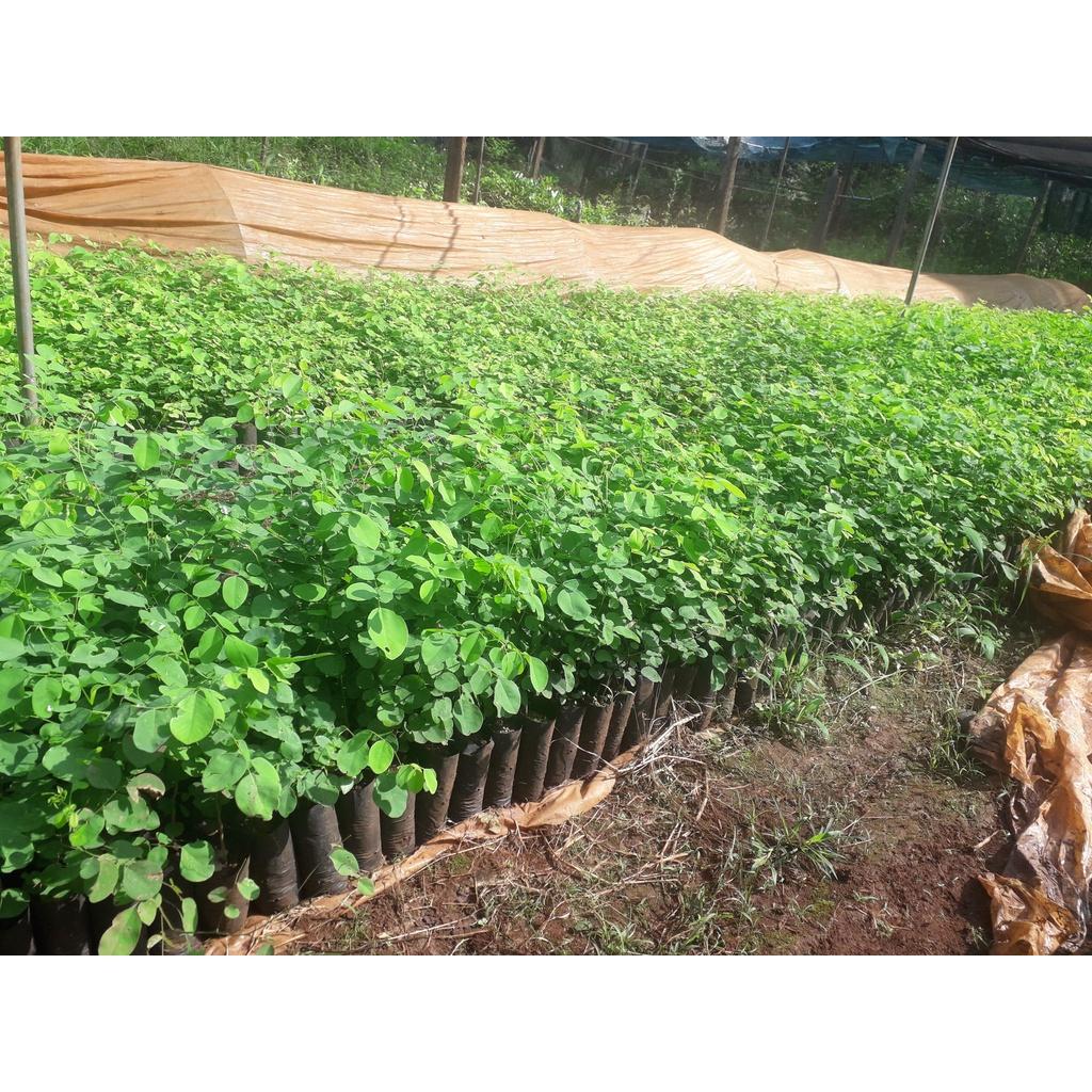 1 KG HẠT GIỐNG Cây Trắc Đỏ Loại CHƯA TÁCH VỎ .