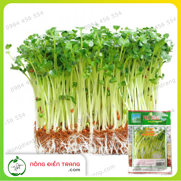 Hạt Giống Cải Mầm Phú Nông - Nảy mầm nhanh, Sinh trưởng mạnh VTNN Nông Điền Trang