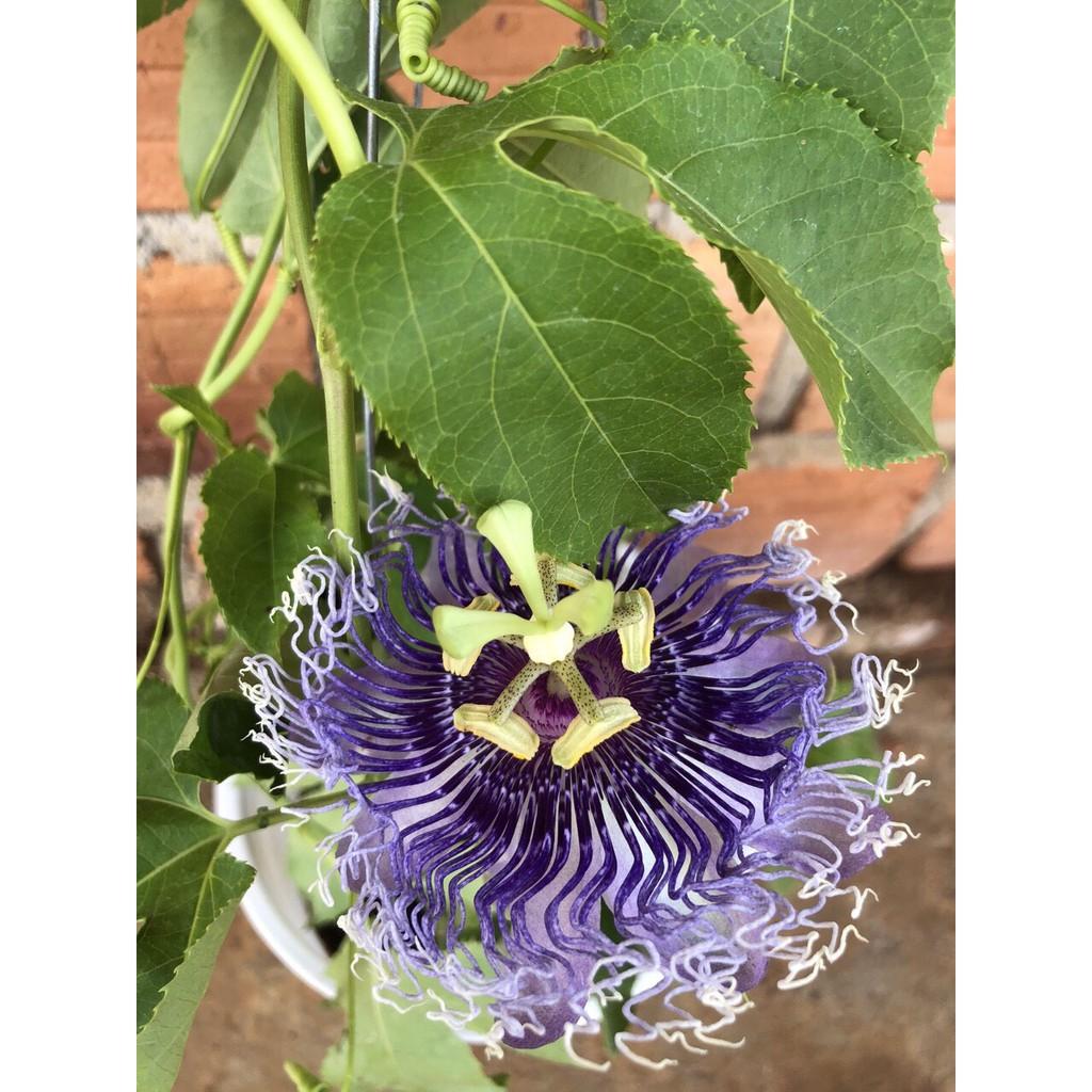 CHẬU HOA LEO Sao Biển , đủ màu, MÀU TÙY CHỌN