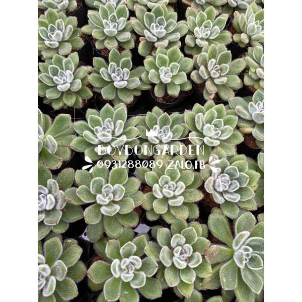 Cây sen đá nhung xanh size 6-7cm _hàng sẵn